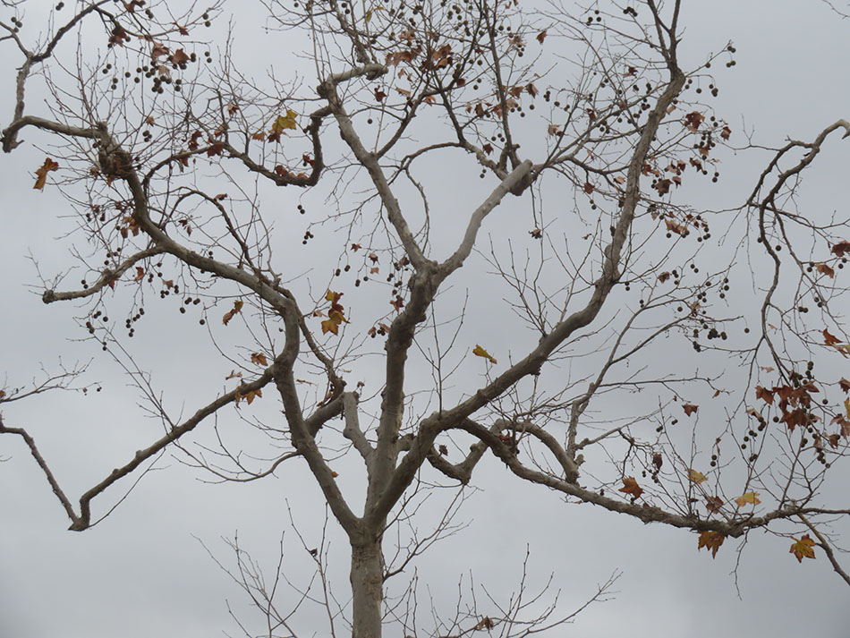 crows in Fall tree