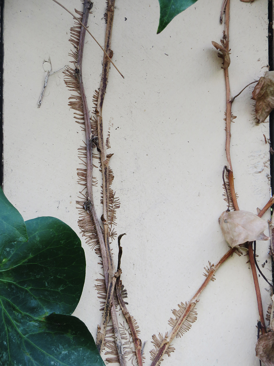 Vines crawling up wall by sally Buffington