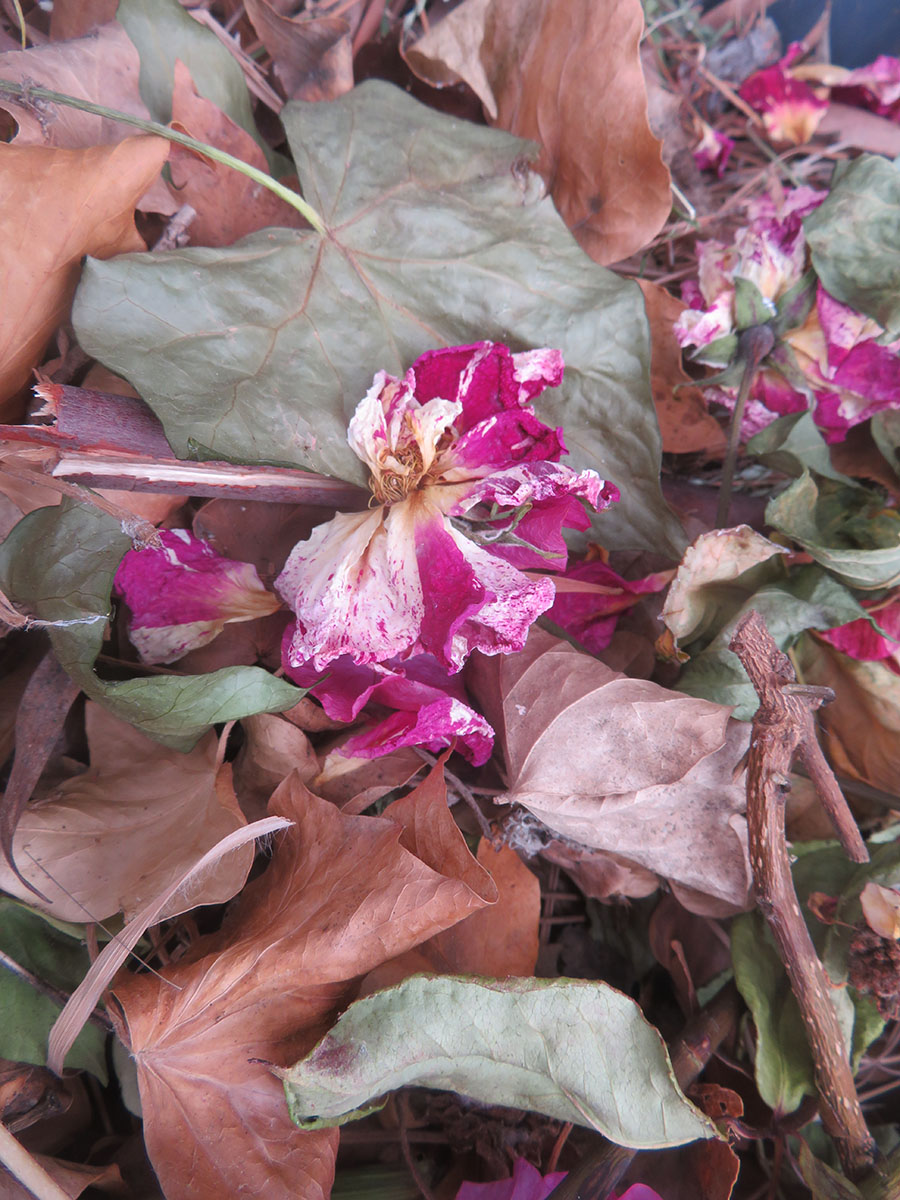 Dead roses fallen with leaves by Sally Buffington