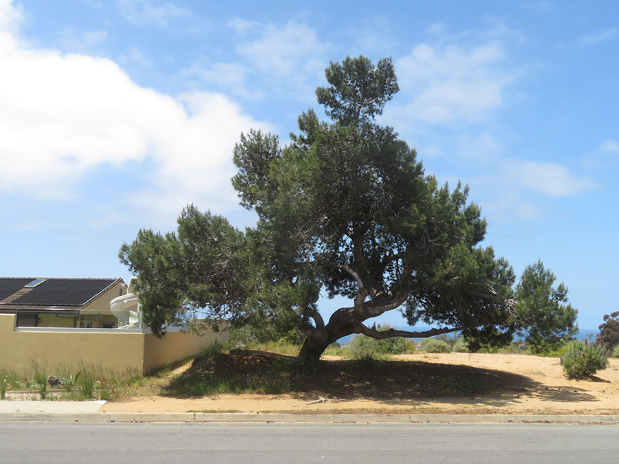 The Scenic Pine