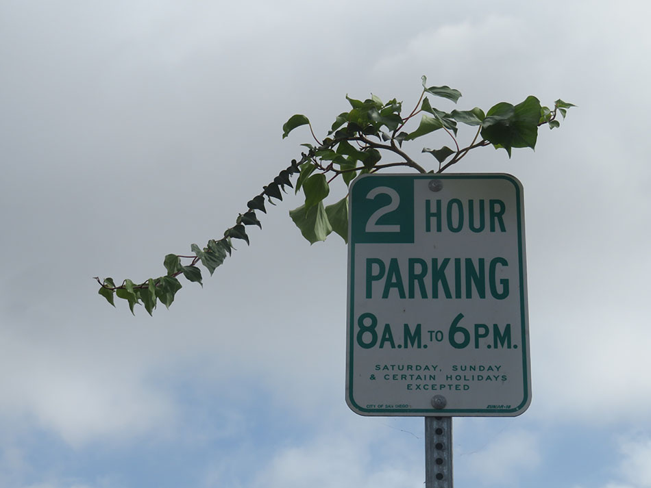 Sally Buffington photo of 2-hour parking sign with greenery and blue sky