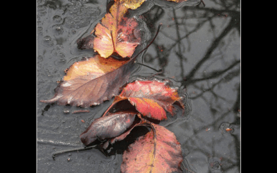 The Story of a Photo