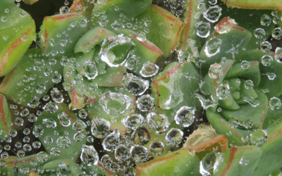 Dangers, Toils and Snares