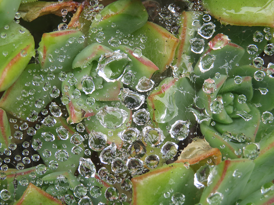 Dangers, Toils and Snares