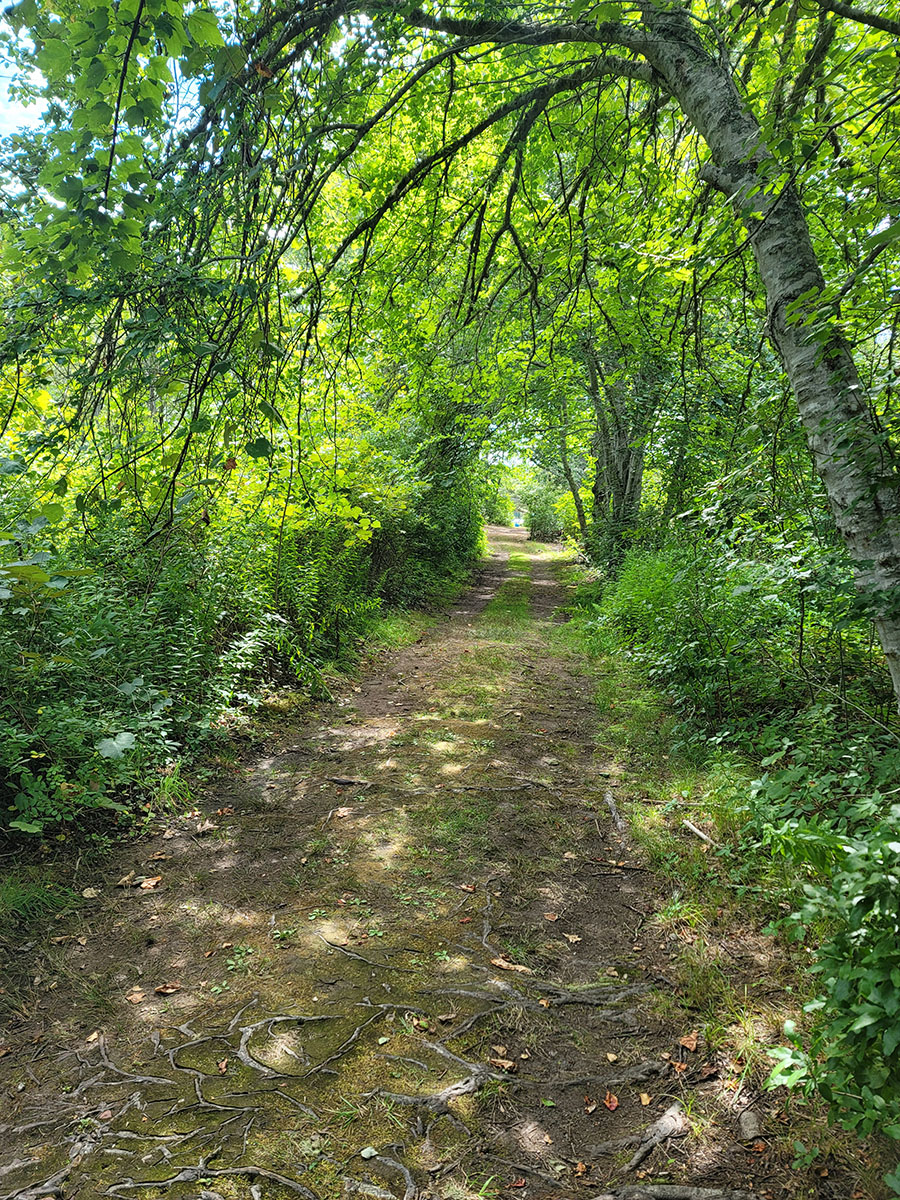 dirt path through green trees
